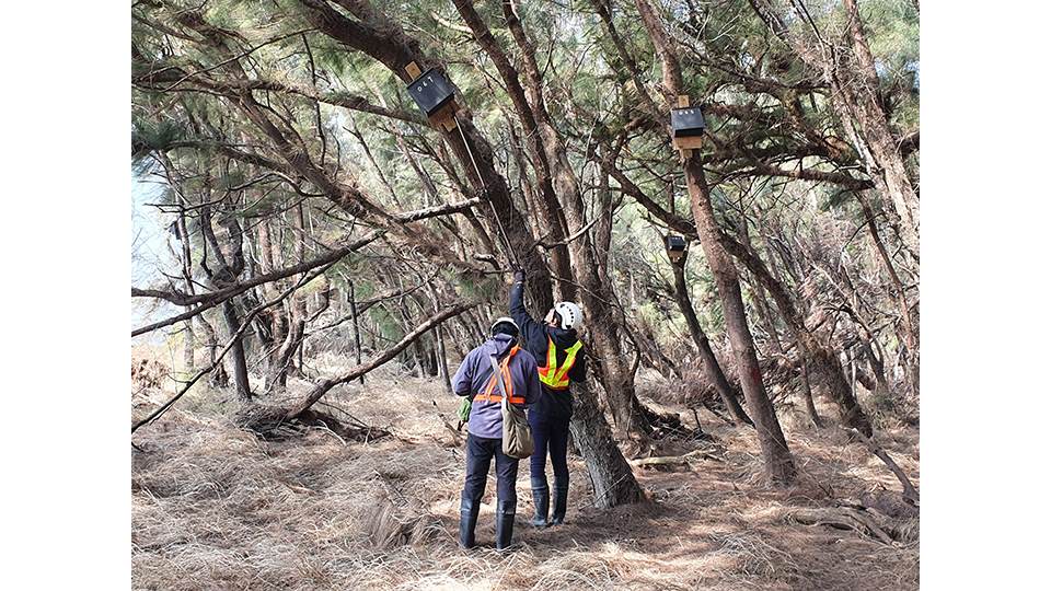 台電透過定期巡檢，確認巢箱使用情形。